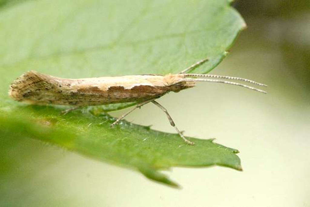 Diamonda Back Moth adult
